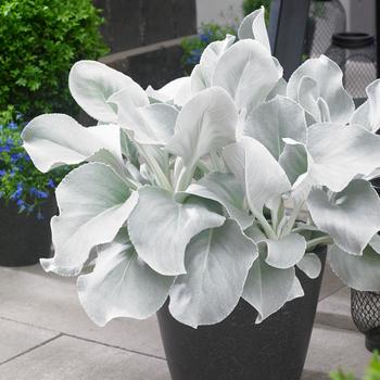 Senecio candicans 'Angel Wings' (162814)