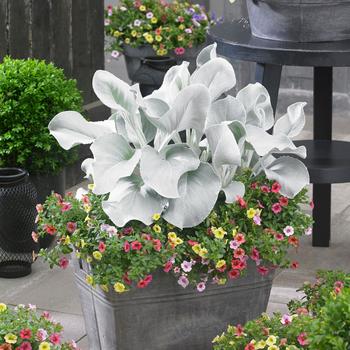 Senecio candicans 'Angel Wings' (162815)