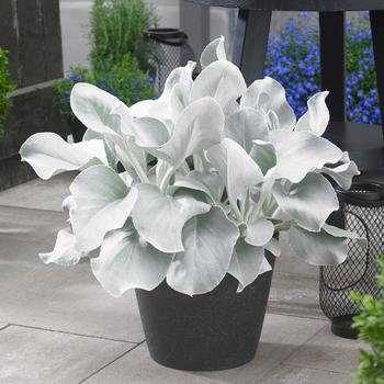 Senecio candicans 'Angel Wings' (162816)