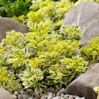 Sedum takesimense 'Atlantis™' (162819)