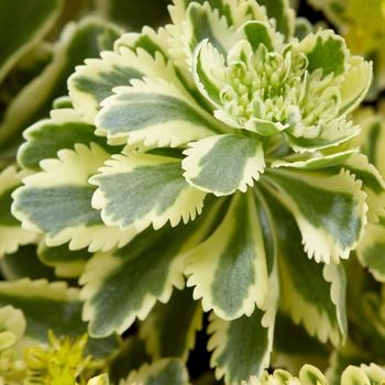 Sedum takesimense 'Atlantis™' (162821)