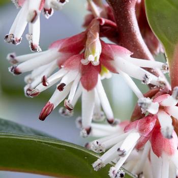 Sarcococca humilis 'Winter Gem' (162822)