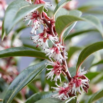 Sarcococca humilis 'Winter Gem' (162823)