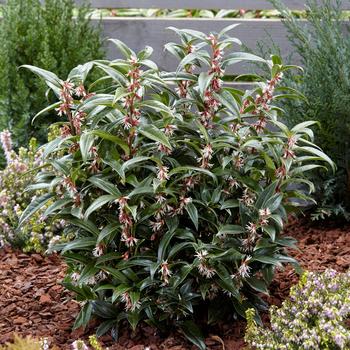 Sarcococca humilis 'Winter Gem' (162824)