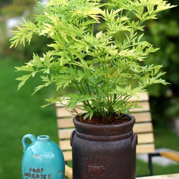 Sambucus nigra 'Golden Tower' (162827)