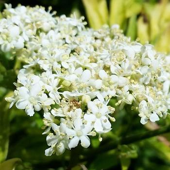 Sambucus nigra 'Golden Tower' (162828)