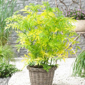 Sambucus nigra 'Golden Tower' (162829)