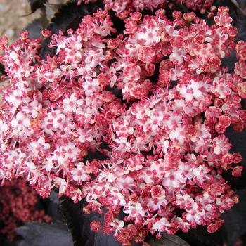 Sambucus nigra 'Black Tower' (162830)