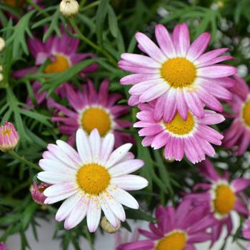 Argyranthemum frutescens Comet™ 'Pink' (162952)