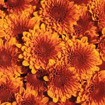 Chrysanthemum x morifolium 'Copper Coin Bronze' (163043)