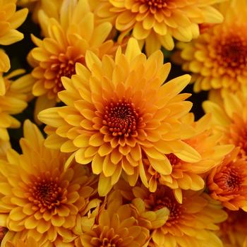 Chrysanthemum grandiflorum 'Fireglow Bronze' (163046)