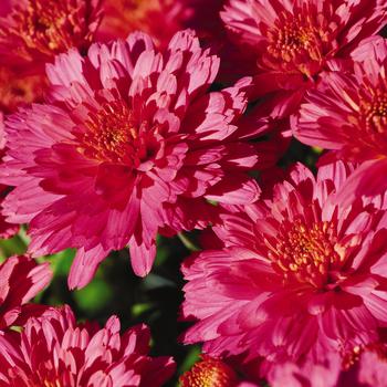 Chrysanthemum grandiflorum 'Flamingo Pink' (163216)