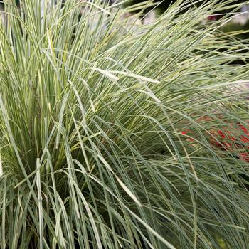 Lomandra longifolia 'Platinum Beauty™' (163606)