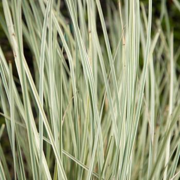 Lomandra longifolia 'Platinum Beauty™' (163607)