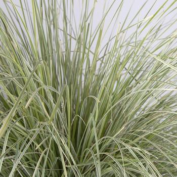 Lomandra longifolia 'Platinum Beauty™' (163608)