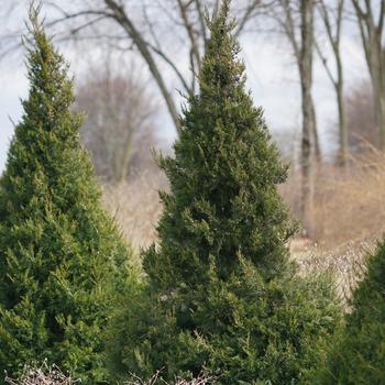 Juniperus chinensis 'Gin Fizz®' (163610)