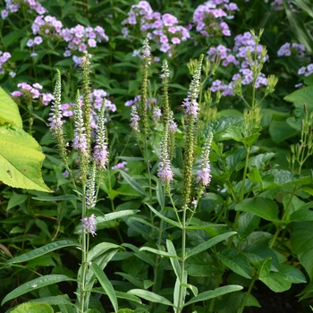 Veronica spicata 'Lavender Lightsaber' (163718)