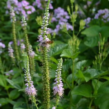 Veronica spicata 'Lavender Lightsaber' (163722)