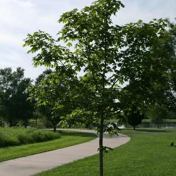 Acer saccharum 'Green Mountain' (163763)