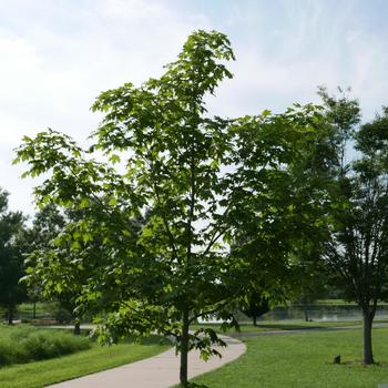 Acer saccharum 'Green Mountain' (163764)