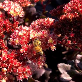 Sedum telephium 'Conga Line' (163790)