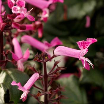 Plectranthus VELVET™ 'Starlet' (163793)