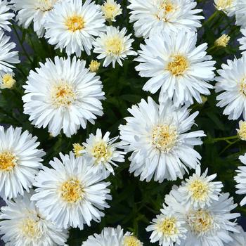 Leucanthemum x superbum 'Mt. Hood' (163795)