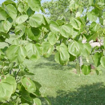 Cercis canadensis '' (163801)