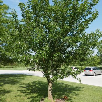 Gleditsia triacanthos var. inermis 'Skyline®' (163804)