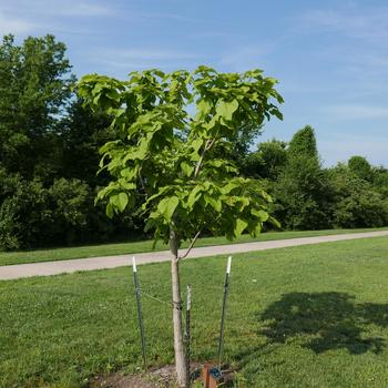 Catalpa speciosa '' (163809)