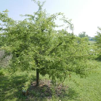 Malus 'Golden Raindrops®' (163812)