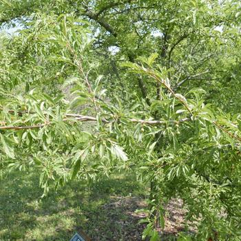 Malus 'Golden Raindrops®' (163813)