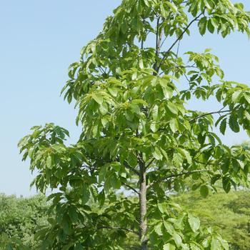 Quercus prinus '' (163814)