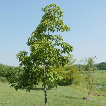 Quercus prinus '' (163815)