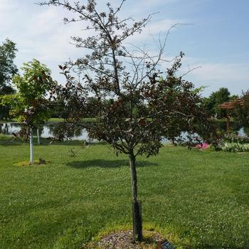 Malus 'Royal Rain Drops' (163824)