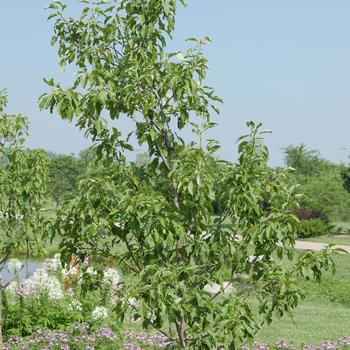 Malus 'Spring Snow' (163828)