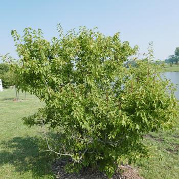 Acer ginnala 'Flame' (163829)