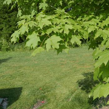 Acer saccharum 'Green Mountain' (163832)