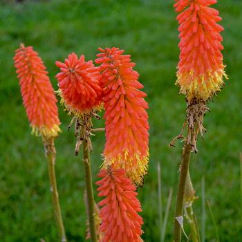 Kniphofia 'Jackpot' (163864)