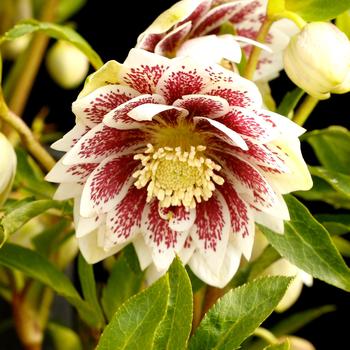 Helleborus North Star™ '' (163882)