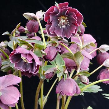 Helleborus North Star™ '' (163883)