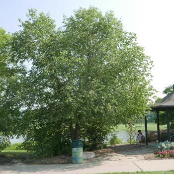 Betula nigra '' (163896)