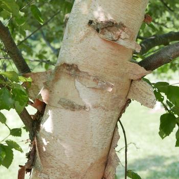 Betula nigra '' (163899)