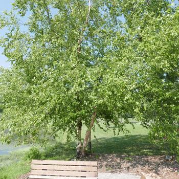 Betula nigra '' (163900)