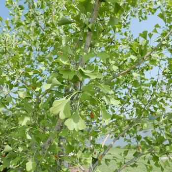 Ginkgo biloba 'Autumn Gold' (164024)