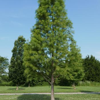 Taxodium distichum 'Shawnee Brave' (164047)