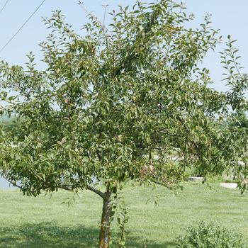 Malus 'Indian Summer' (164085)