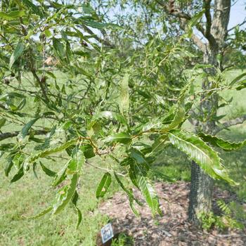 Quercus acutissima '' (164088)