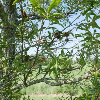 Quercus acutissima '' (164089)