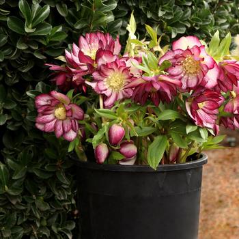 Helleborus North Star™ 'Garnet Frills' (164093)